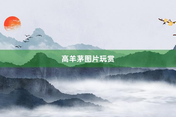 高羊茅图片玩赏
